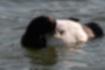 Picture of Tufted duck4｜It was scratching its belly with its beak.
