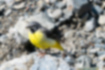 Picture of Grey Wagtail1｜Vivid yellow belly.