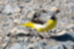 Picture of Grey Wagtail2｜It is considered to be a male because the throat is black.