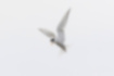 コアジサシの写真2｜ホバリングしています。