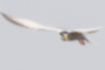 Picture of Little Tern4｜It has a yellow beak and a white inverted triangle forehead.