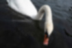 Picture of Mute Swan3｜Eating aquatic plants on the surface of the water.