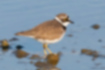 Picture of Little Ringed Plover1｜Features a yellow eye ring.