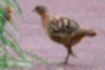 Picture of Chinese bamboo pheasant1｜Overall brown with gray above the eyes.