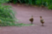 Picture of Chinese bamboo pheasant2｜Walking with two birds.