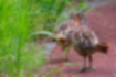Picture of Chinese bamboo pheasant3｜Fled to the grass by the roadside.