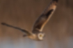 Picture of Short-eared Owl2｜Looking for food while flying.