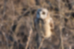 Picture of Short-eared Owl3｜Just closed eyelids.