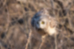 Picture of Short-eared Owl4｜Legs are strong.