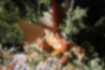 コノハガニの写真3｜鋏は小さいです。