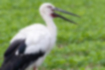 Picture of Japanese white stork1｜It has white feathers from its body to its head.