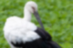 Picture of Japanese white stork2｜It's feather grooming.