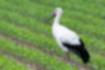 Picture of Japanese white stork3｜The beak is long and sharp.