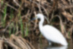 Picture of Little Egret3｜Looking for prey.