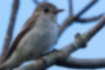 Picture of Asian Brown Flycatcher1｜The whole body is grayish.