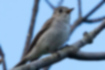 Picture of Asian Brown Flycatcher3｜Big black eyes.