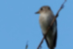 Picture of Asian Brown Flycatcher4｜It perched vertically on the treetops and was searching.