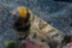 クモウツボ | 黄色がかった淡褐色に黒褐色の横縞が走ります。