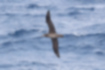 Picture of Black-footed Albatross2｜The belly is slightly pale in color.