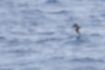 Picture of Black-footed Albatross4｜It catches the wind near the surface of the sea well.