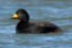 Picture of Black scoter1｜Males are black all over except the beak.