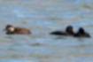 Picture of Black scoter2｜Females are brown.