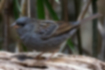Picture of Grey Bunting3｜The beak is flesh-colored with a black tip.
