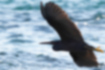 Picture of Pacific Reef Heron4｜Fly near the surface of the sea.