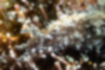クロスジアメフラシの写真3｜青色の斑点があります。