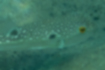 クサフグの写真3｜胸鰭と臀鰭の付け根に黒い斑点があります。