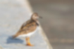 Picture of Ruddy Turnstone1｜A juvenile bird whose wings are changing.