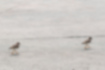 Picture of Ruddy Turnstone3｜They were walking in groups.