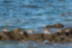 キョウジョシギの写真5｜三浦半島の海岸にいました。