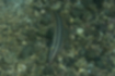 キュウセンの写真3｜海底で採餌していました。