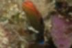 Picture of Speckled damselfish4｜The base of the caudal fin is white.
