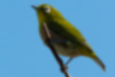 Picture of Japanese White-eye1｜Yellow-green with white eye ring.