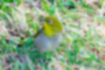 Picture of Japanese White-eye2｜Chichijima white-eye that has fallen to the ground.