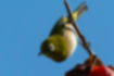 Picture of Japanese White-eye3｜Free to turn upside down.
