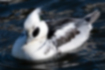 Picture of Smew2｜Black from cheeks to beak.