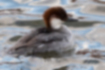 ミコアイサの写真3｜褐色の頭のメスです。