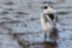Picture of Smew4｜Standing position. The back is gray.