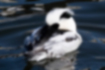 Picture of Smew5｜A sleeping male.
