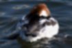 Picture of Smew6｜A sleeping female.