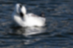 Picture of Smew7｜Preening my feathers.