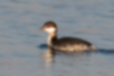 Picture of Horned Grebe1｜Black head and white cheeks.