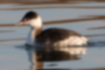 Picture of Horned Grebe2｜Red from the iris to the base of the beak.