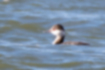 Picture of Horned Grebe3｜Rocked by the waves of the estuary.