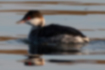 Picture of Horned Grebe4｜The body is grey, almost black.