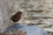 Picture of Eurasian Wren3｜It's on a stone by the stream.