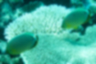 Picture of Oval butterflyfish2｜They were swimming in pairs in a row.